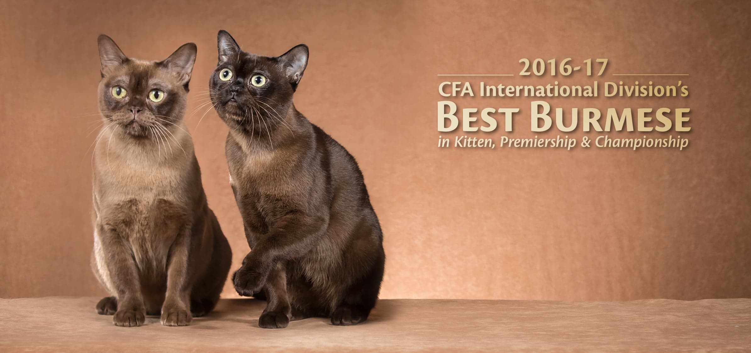 2016-17 CFA International Division's BEST BURMESE in Kitten, Premiership & Championship
