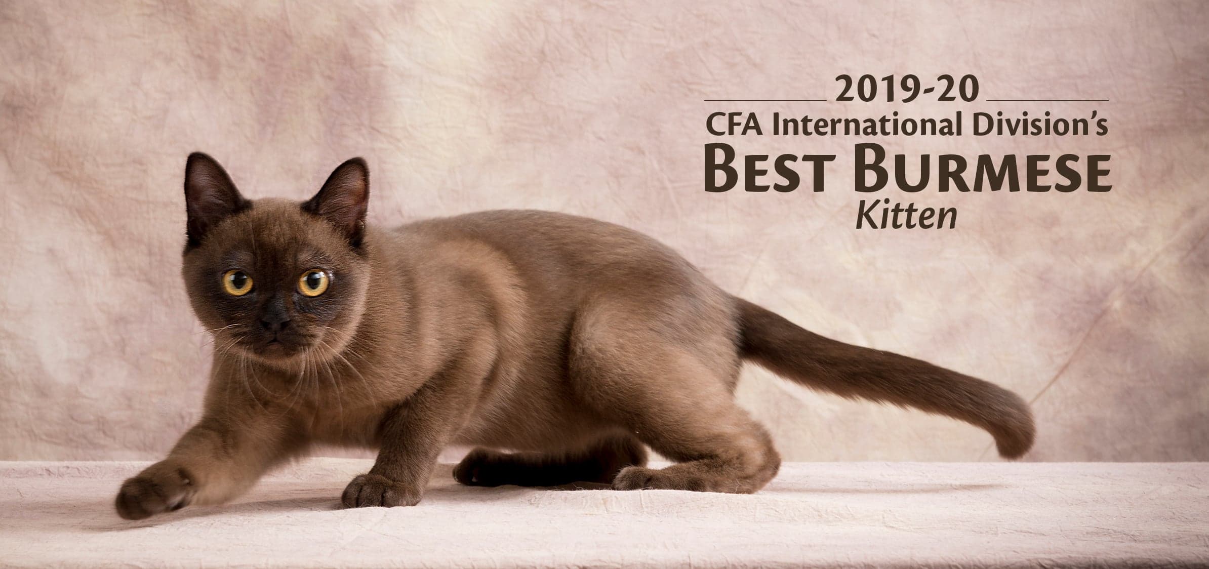 2019-20 CFA International Division's BEST BURMESE Kitten