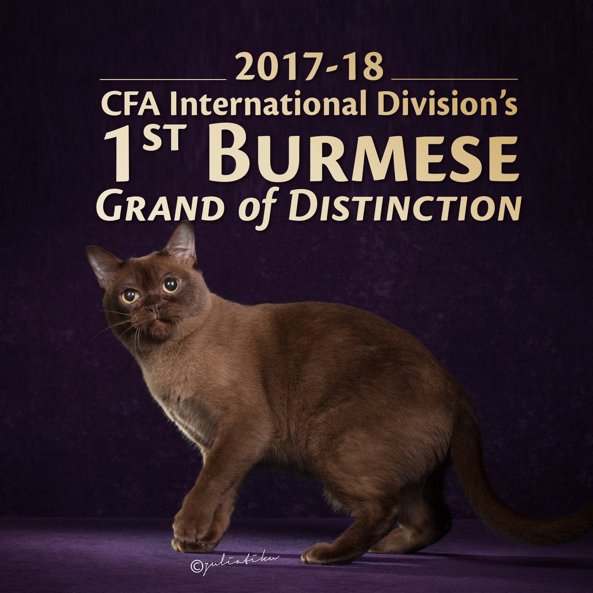 2017-18 CFA International Division's 1ST BURMESE GRAND Of DISTINCTION
